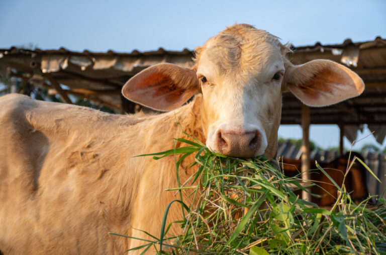 Veronika, pametna krava koja je zbunila naučnike VIDEO