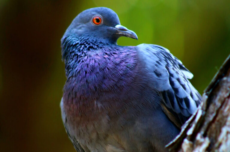 Policija uhapsila ženu jer je hranila golubove