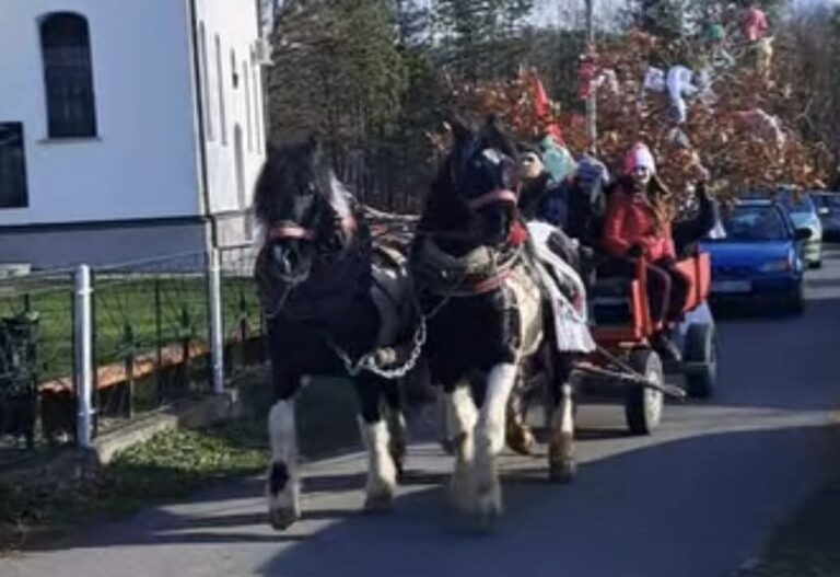 Badnjak iz Džemata prinijet ispred hrama u Priboju