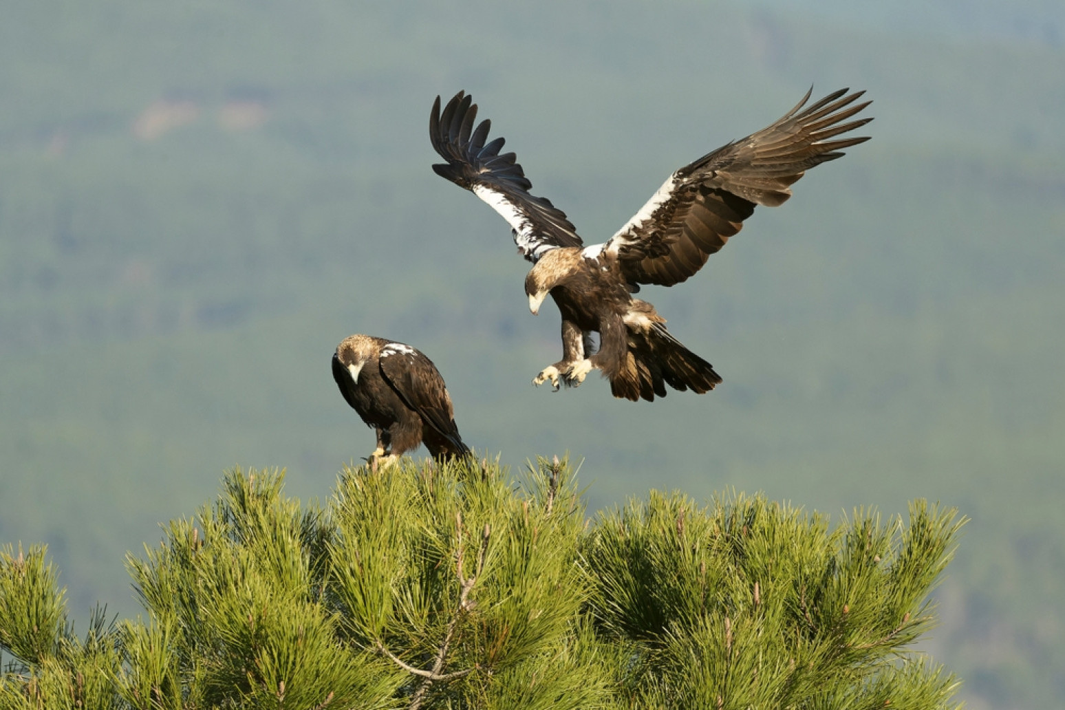 Carski orao se vraća u Srbiju: Kako je veličanstvena ptica promenila svest ljudi FOTO