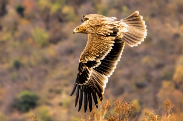 Carski orao se vraća u Srbiju: Kako je veličanstvena ptica promijenila svijest ljudi FOTO