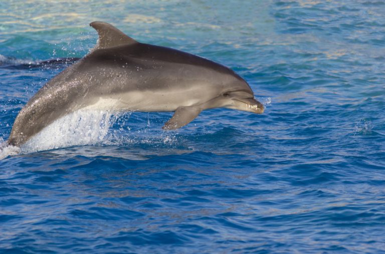 Toksini iz televizora i telefona pronađeni u mozgu delfina