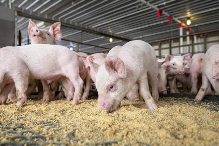 Uvoz stoke dokusurio domaće farmere: „Naše prasiće niko neće“