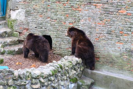 Vidjeli smo mečku kako se vraća u jazbinu: Da li se uplašila sjenke i hoće li zima trajati još 6 nedjelja?