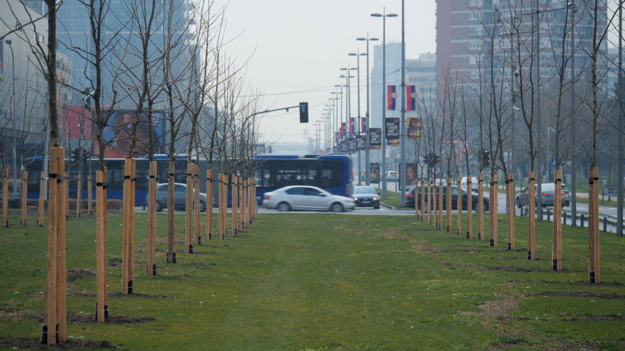 Beograd dobio 100 novih platana: Simbol prijateljstva Azerbejdžana i Srbije