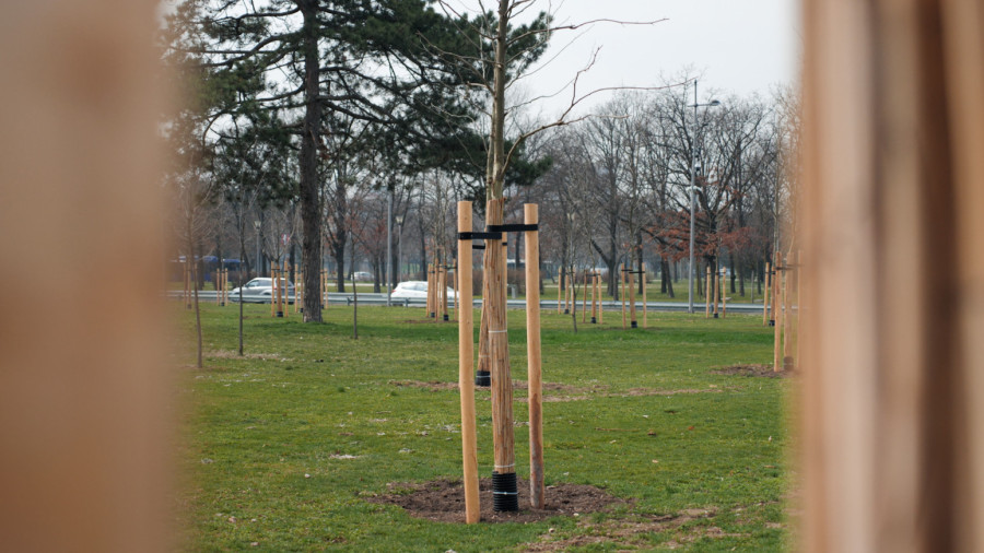 Beograd dobio 100 novih platana: Simbol prijateljstva Azerbejdžana i Srbije