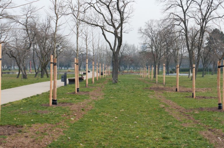 Beograd dobio 100 novih platana: Simbol prijateljstva Azerbejdžana i Srbije