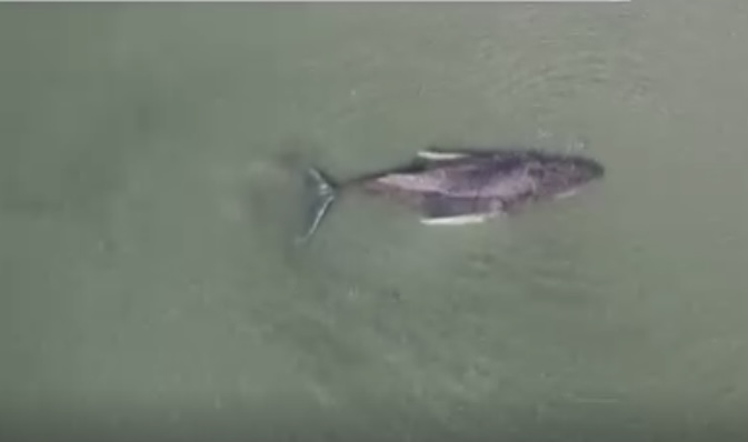 Kit se nasukao na Baltiku; Eutanazija nije rešenje VIDEO