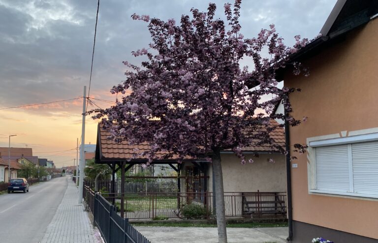 Ružičasti spektakl u dvorištima: Ukrasna japanska trešnja procvjetala i očarala proljeće