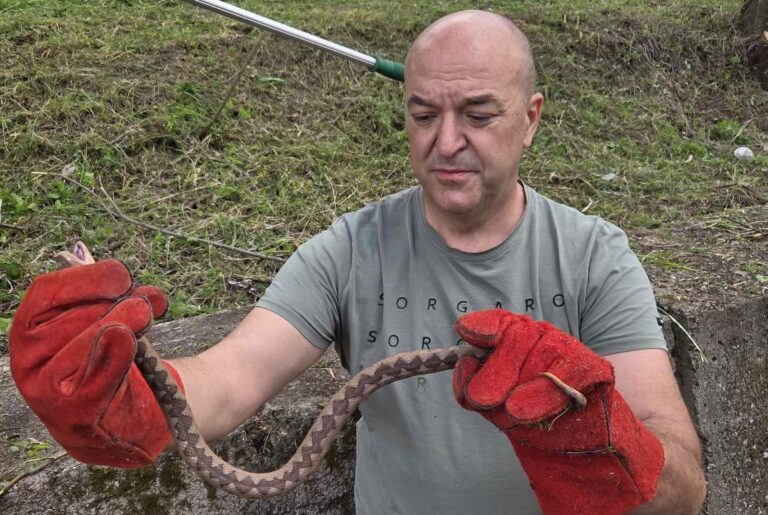 Lopare: Neophodan oprez zbog uočenih zmija otrovnica u blizini škole