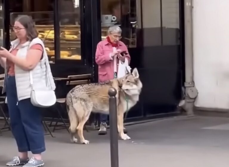 Horor u centru Hamburga: Vuk napao ženu nasred ulice i unakazio joj lice