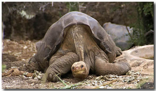 „Živ je Džonatan, umro nije“; Vijest o smrti najstarije kornjače na svijetu uznemirila javnost